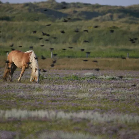 Duenenhuus West Juist